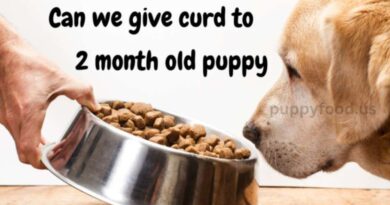 Can we give curd to 2 month old puppy