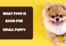 What Food Is Good for Small Puppy