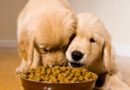 best dog food for allergies