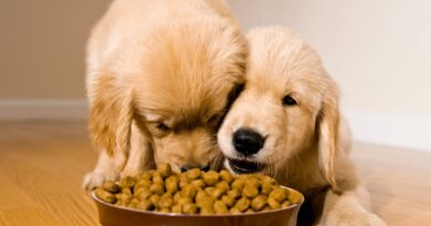 best dog food for allergies