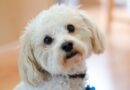 best dog food for maltipoo